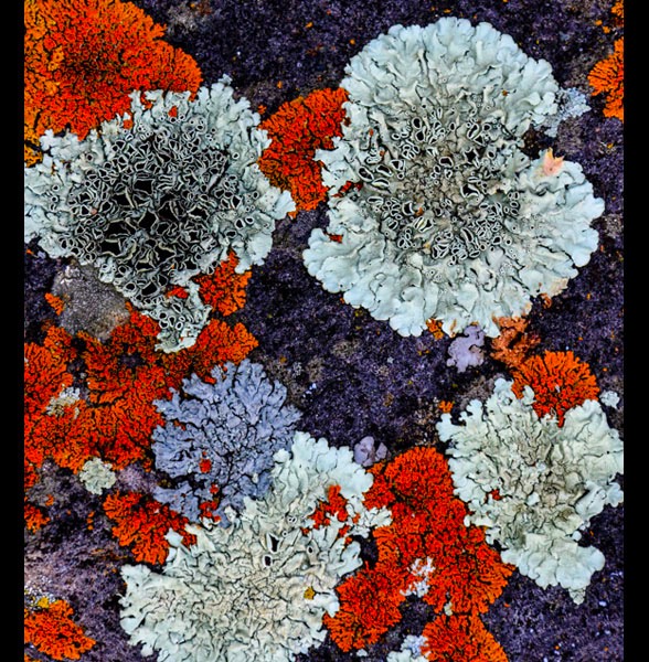 Spring Lichen